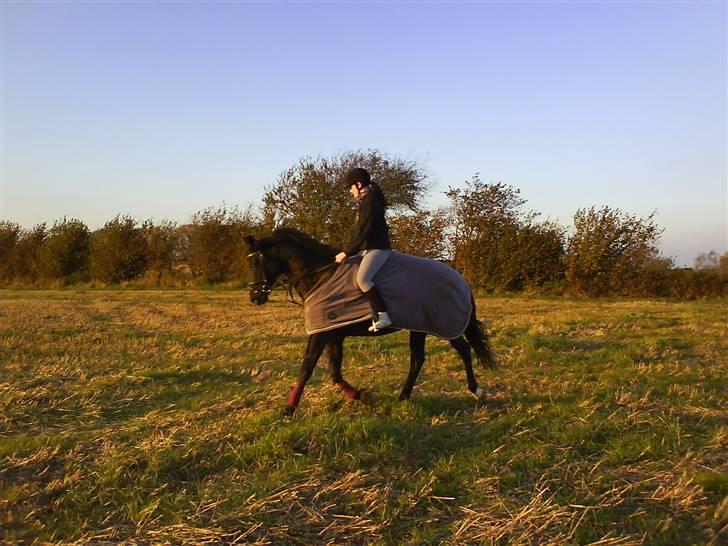 Fuldblod (XX) Ferrari (R.I.P) <3 billede 6