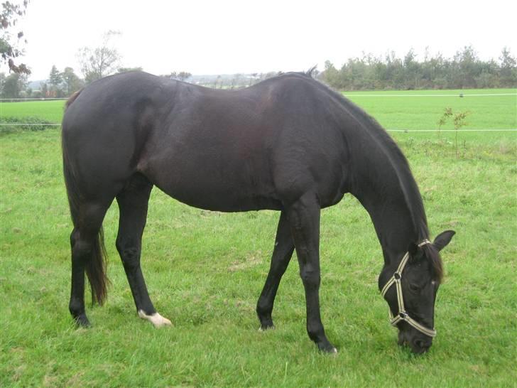 Fuldblod (XX) Ferrari (R.I.P) <3 billede 7