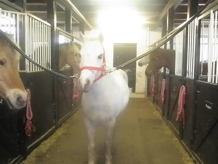 Welsh Mountain (sec A) Galantus *gl. passer* billede 10