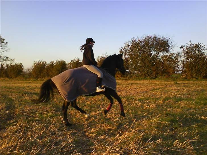 Fuldblod (XX) Ferrari (R.I.P) <3 billede 8