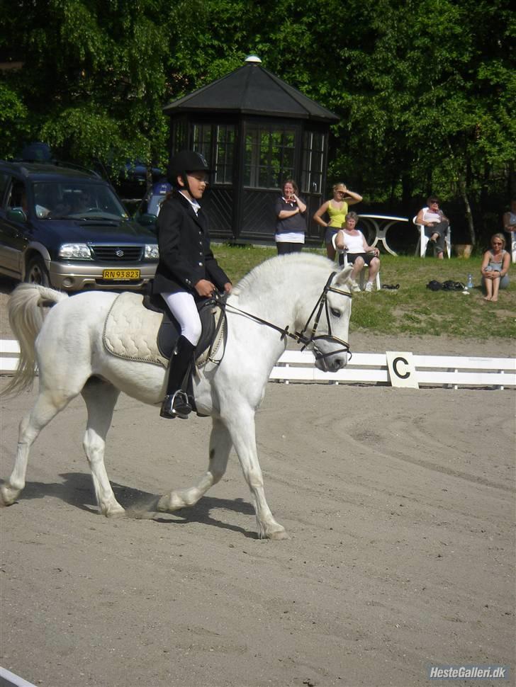 Welsh Mountain (sec A) Galantus *gl. passer* billede 12