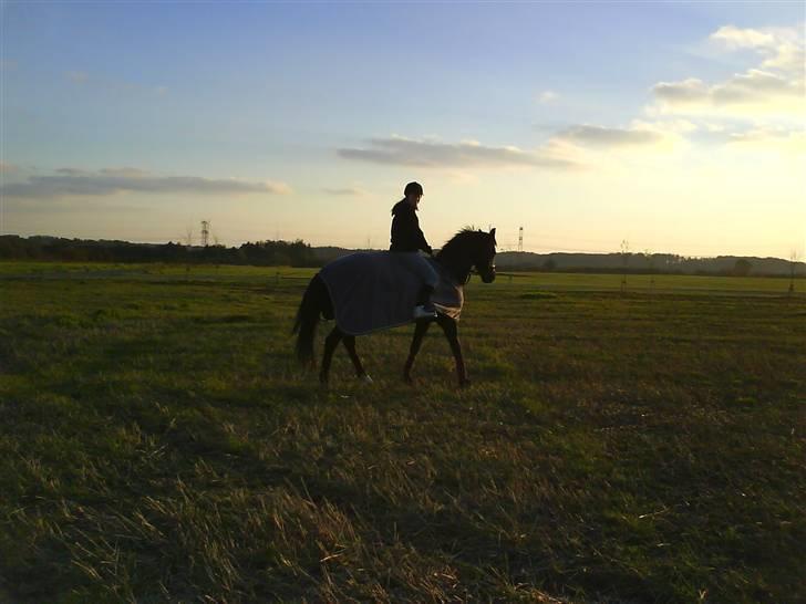 Fuldblod (XX) Ferrari (R.I.P) <3 billede 9