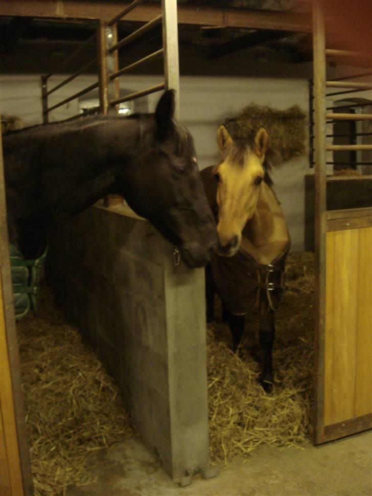 Fuldblod (XX) Ferrari (R.I.P) <3 billede 10