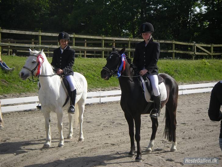 Welsh Mountain (sec A) Galantus *gl. passer* - 1 plads ;p billede 13