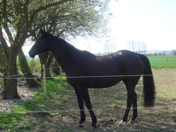 Fuldblod (XX) Ferrari (R.I.P) <3 billede 11