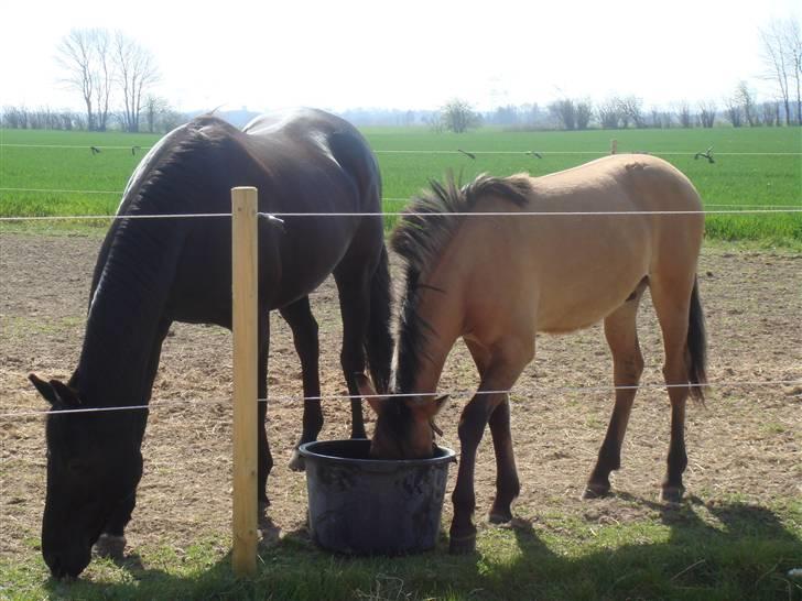 Fuldblod (XX) Ferrari (R.I.P) <3 billede 12