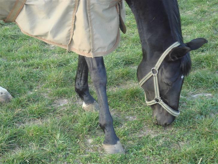 Fuldblod (XX) Ferrari (R.I.P) <3 billede 13