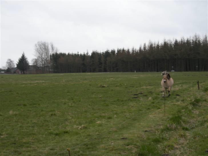 Fjordhest Freja - Freja som er langt væk, men er på vej i galop... billede 7