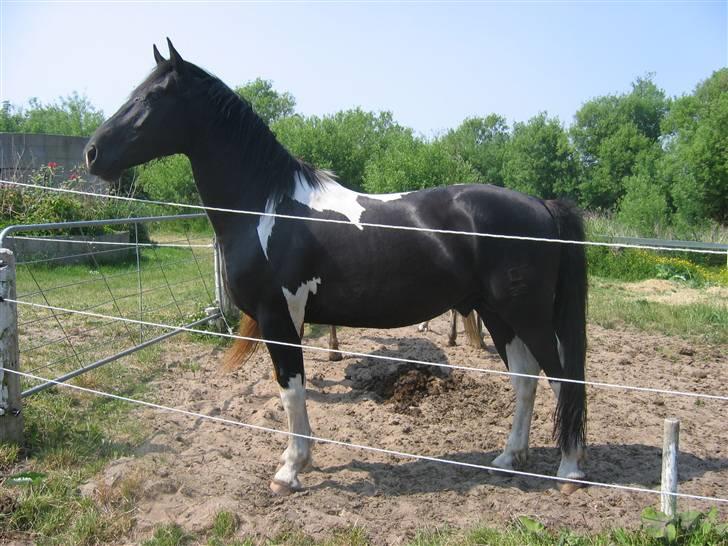 Pinto Hingst Hjalman af korup  billede 1