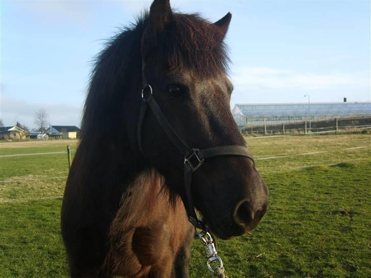 Islænder Arild billede 3