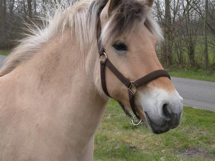 Fjordhest Freja - Freja ude på marken billede 9