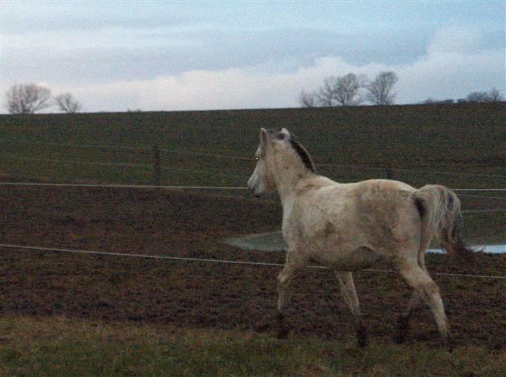 Fjordhest Silva himmelhest;( billede 17