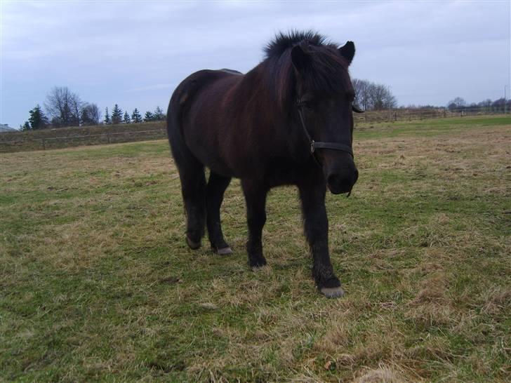 Islænder Arild billede 4