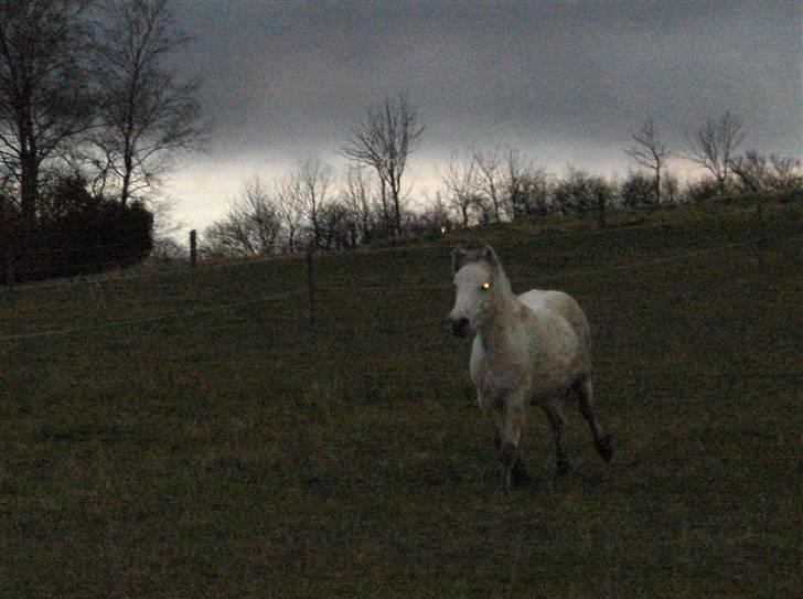 Fjordhest Silva himmelhest;( billede 18