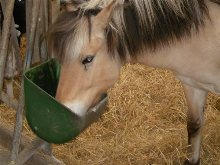 Fjordhest Freja - Min madglade pony:-p billede 12