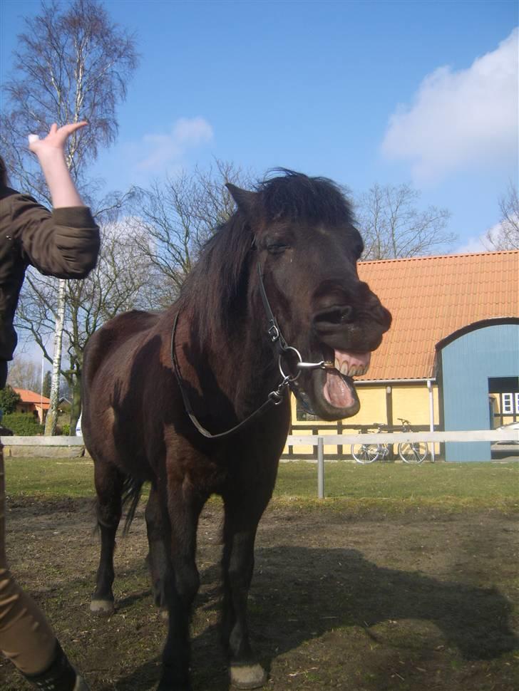 Islænder Arild billede 5