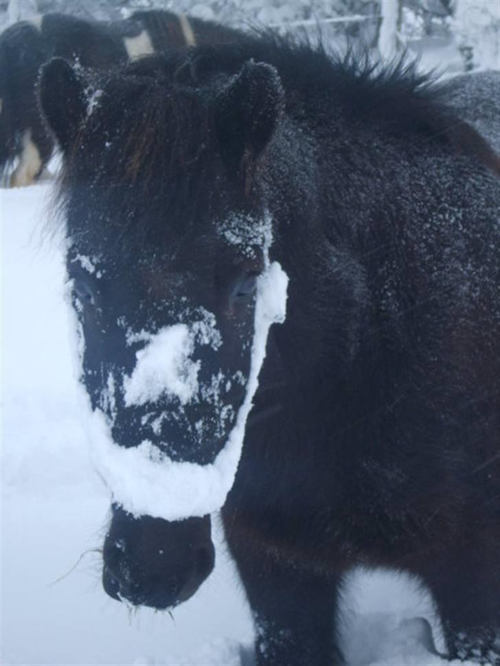 Islænder Arild billede 6