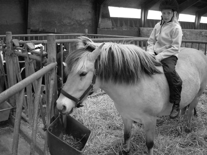 Fjordhest Freja - Lillesøs Anne og min dejlige pony Freja<3 billede 14