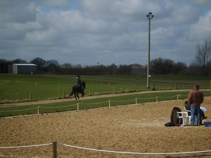 Islænder Arild billede 7