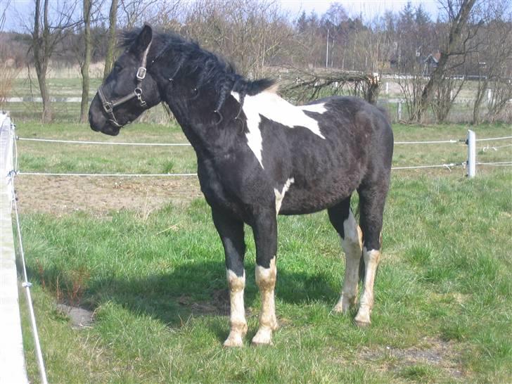 Pinto Hingst Hjalman af korup  billede 2