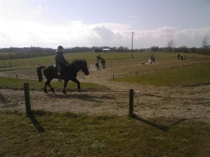 Islænder Arild billede 8