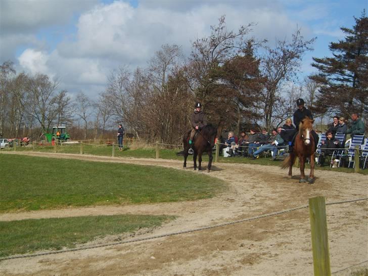 Islænder Arild billede 9