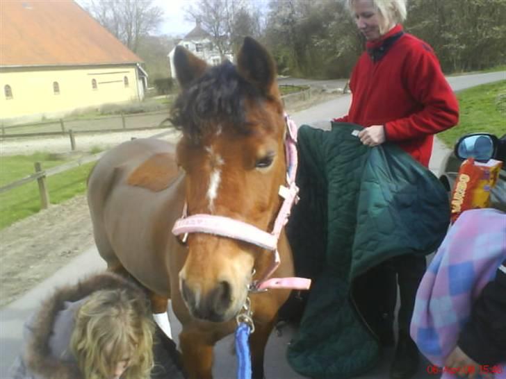 Welsh Mountain (sec A) Pegasus Roxanne R.I.P<3 - også lige fra ude fra killerup (:  Fotograf: Mig (:  billede 3