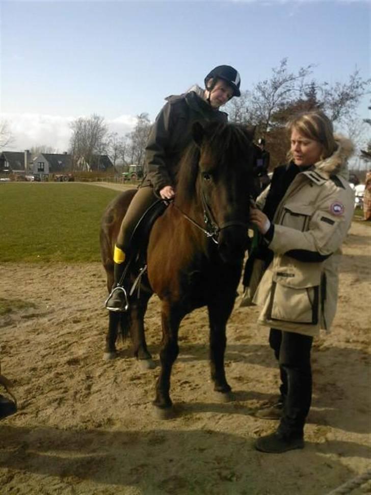 Islænder Arild billede 10