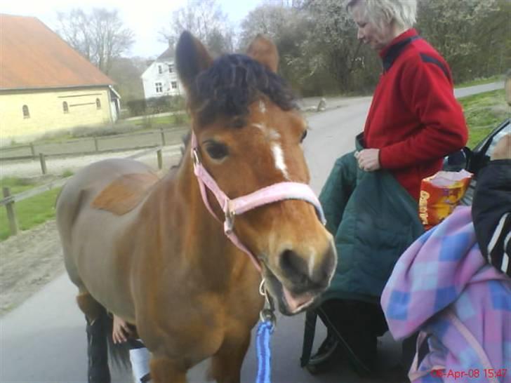 Welsh Mountain (sec A) Pegasus Roxanne R.I.P<3 - Roxi: Baah! hiihiih Fotograf: Mig (:  billede 4