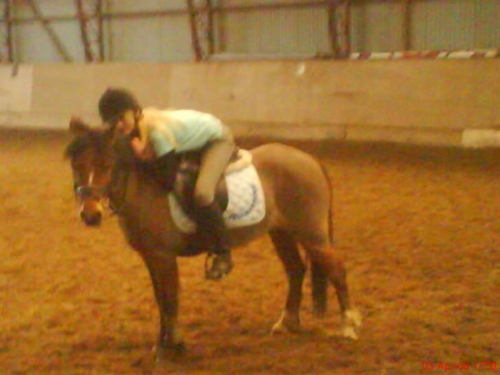 Welsh Mountain (sec A) Pegasus Roxanne R.I.P<3 - Elsker diig putteh! <3 Fotograf: mor <3  billede 5