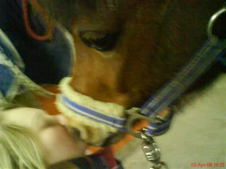 Welsh Mountain (sec A) Pegasus Roxanne R.I.P<3 - L O V E ! (: <3 Fotograf: Mig (:  billede 7