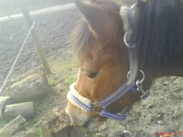 Welsh Mountain (sec A) Pegasus Roxanne R.I.P<3 - ved folden :) Fotograf: Mig (:  billede 8