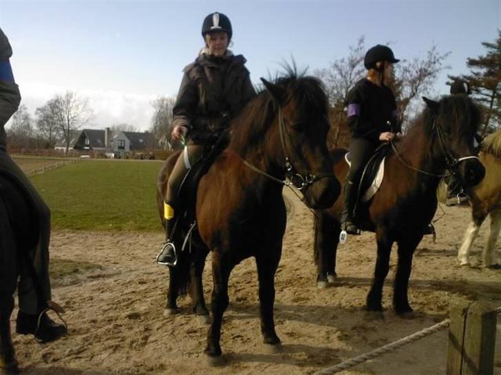 Islænder Arild billede 11