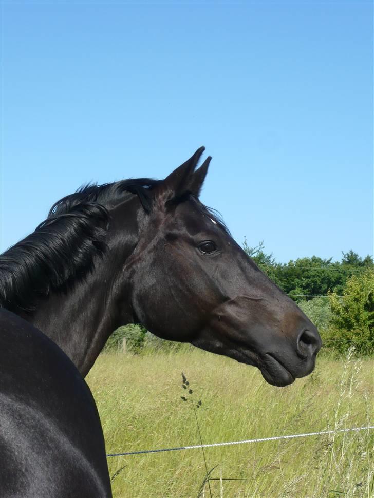 Dansk Varmblod Casia billede 5