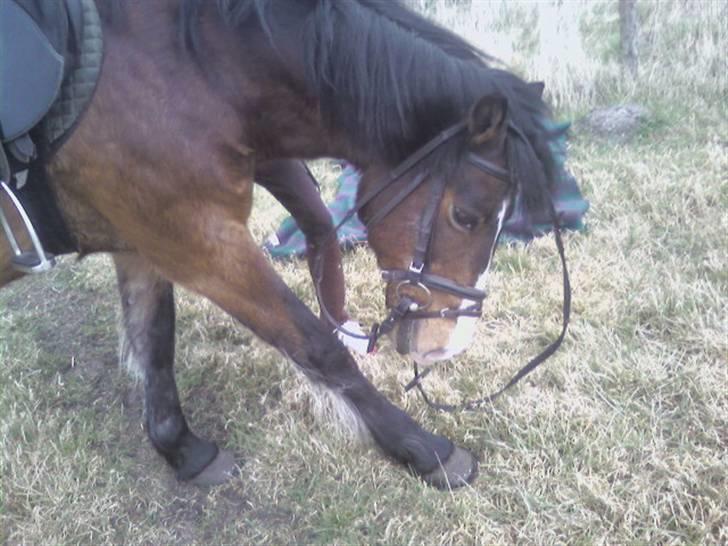 New Forest Hat-Pjat †  - Arrrh, det klør ! *pas på tøjlen!* // Foto, mig // 6 April, 2008 billede 5