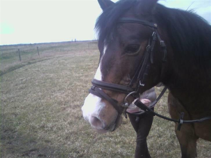 New Forest Hat-Pjat †  - Pjatten *ørene er lige væk, men pyt :D* // Foto, mig // 6 April, 2008 billede 6