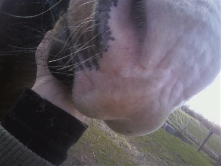 New Forest Hat-Pjat †  - Han lyserøde mule ;D // Foto, mig // 6 April, 2008 billede 8