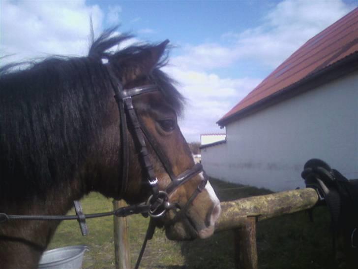 New Forest Hat-Pjat †  - Kommet hjem fra ridetur // Foto, mig //  billede 10