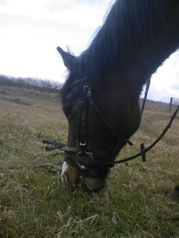 New Forest Hat-Pjat †  - Det er altså bare noget godt græs ;D // Foto, ka´ ik lige husk hvem // 6 April, 2008 billede 19