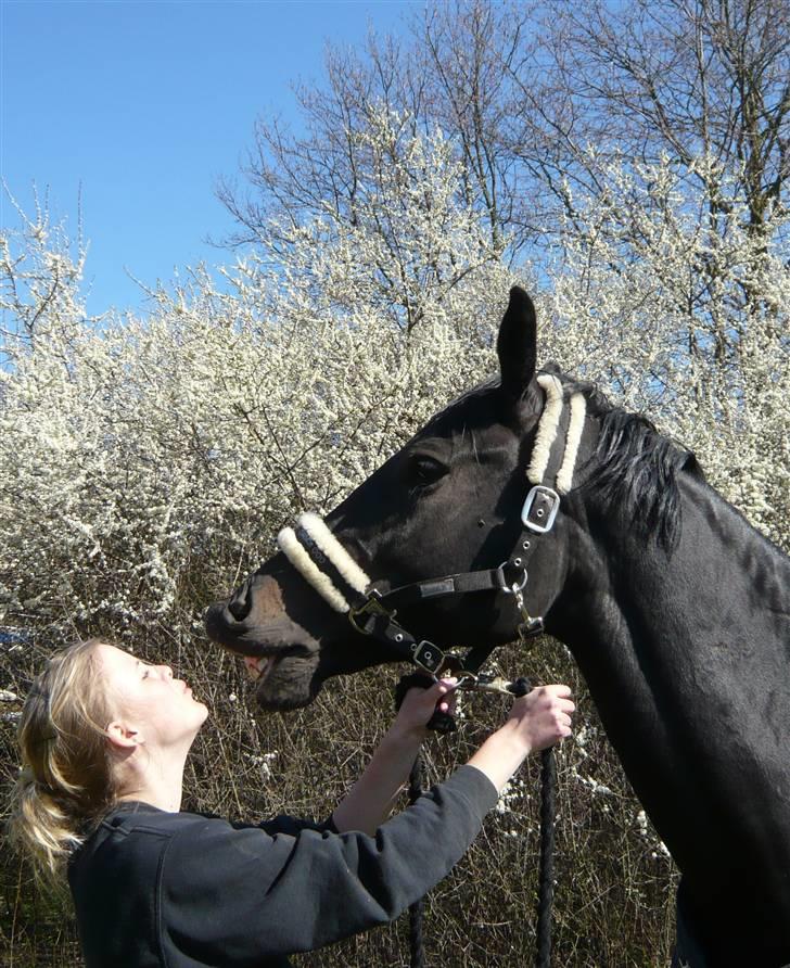 Dansk Varmblod Casia billede 12