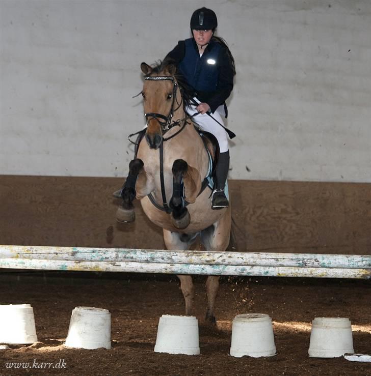 Anden særlig race *HIMMELHEST* elevhest Laban! - elev stævne på kalle :´) 70 cm billede 12