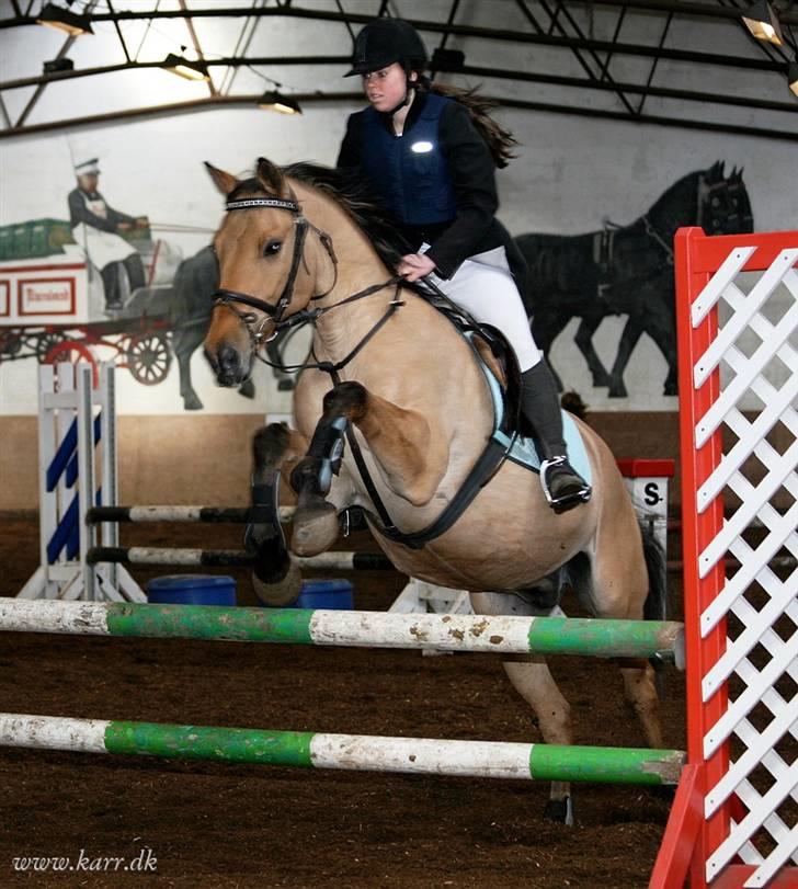 Anden særlig race *HIMMELHEST* elevhest Laban! - elevstævne på kalle, ca 70 cm billede 13
