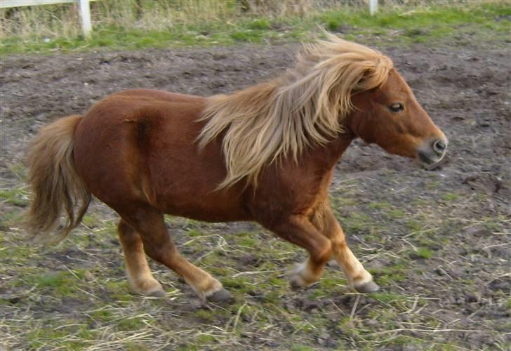 Anden særlig race *Lille-mand* billede 17