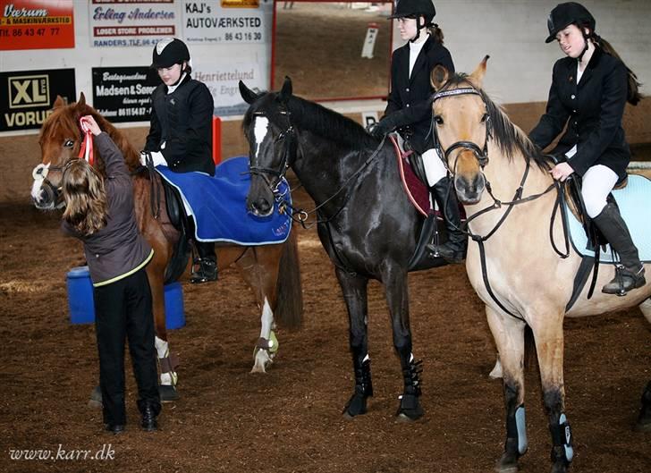 Anden særlig race *HIMMELHEST* elevhest Laban! - vinenderene :P  billede 15