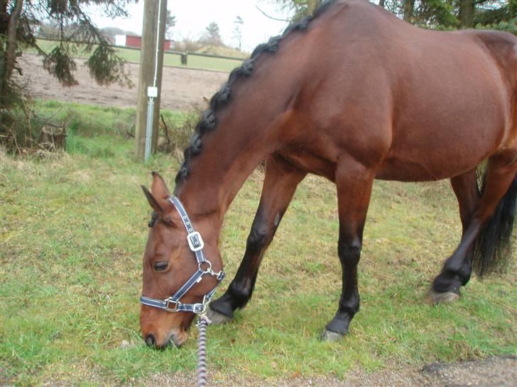 Anden særlig race | Lady <33  Gl. halvpart - 30-3/08 Lady får lige lidt græs inden vi skal ride stævne (: billede 16