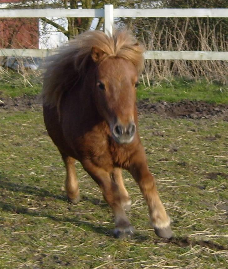 Anden særlig race *Lille-mand* billede 19