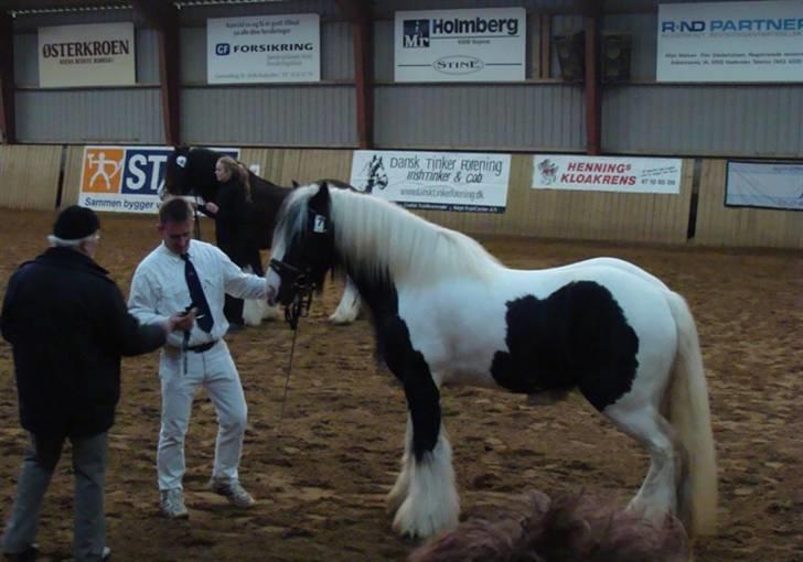 Tinker Hjortholms Boycey - Boycey i ridehallen ved kåringen i DTF. billede 2