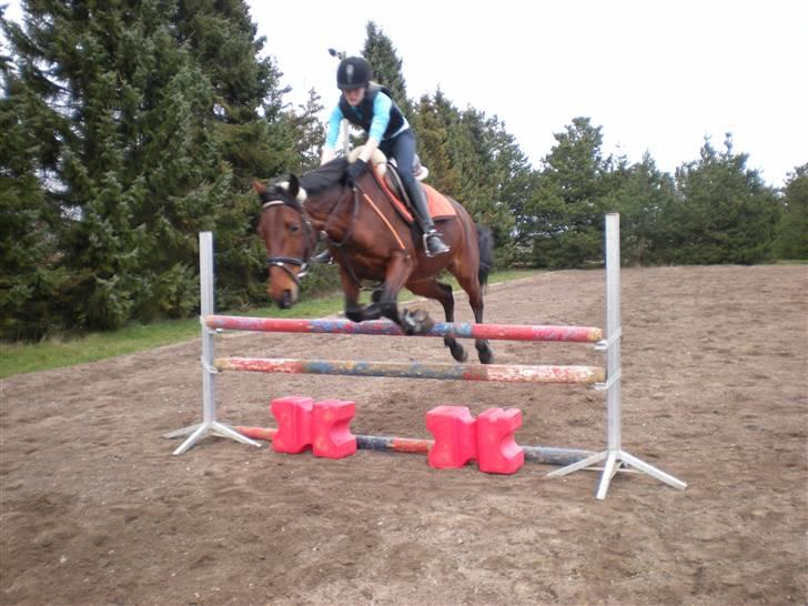 Anden særlig race | Lady <33  Gl. halvpart - 5-4/08 vi springer 90 cm. (: billede 18