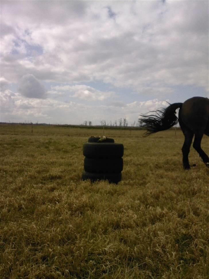 New Forest Hat-Pjat †  - Tak, fordi du kiggede ;D // Foto, veninde // 6 April, 2008 billede 20