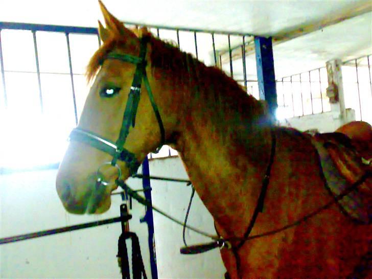 Fuldblod (XX) Jasmin - Jassy billede 12